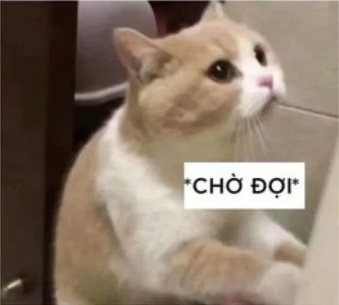 Meme ảnh mèo cute dễ thương và hài hước dành cho các fan yêu mèo
