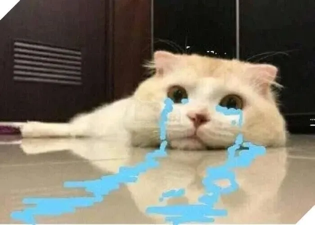 Avatar mèo cute meme độc đáo và sáng tạo phù hợp với mọi người