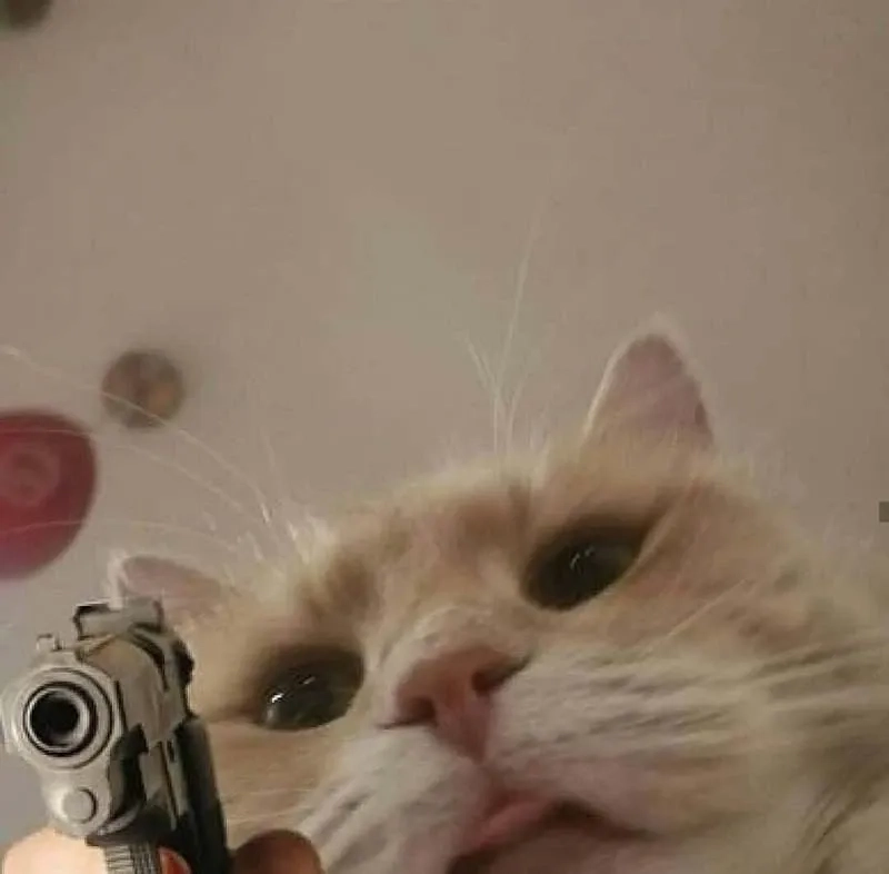Ảnh mèo cute meme với biểu cảm dễ thương và thú vị không ngừng