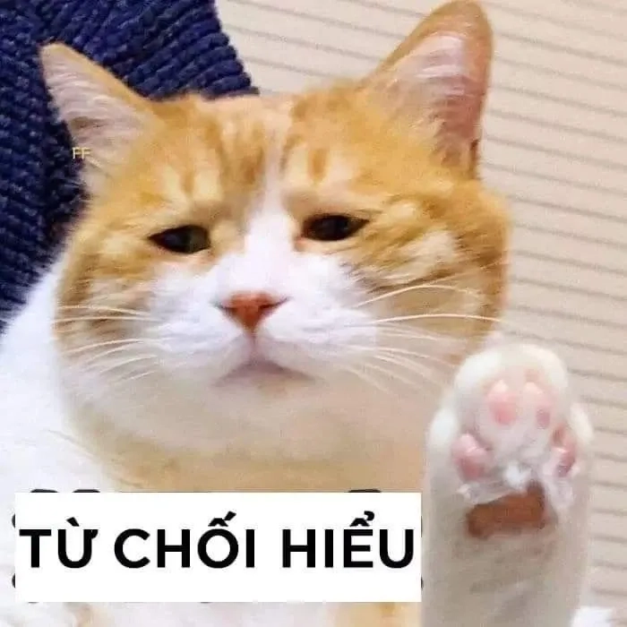 Meme cute mèo đáng yêu và hài hước phù hợp với mọi hoàn cảnh
