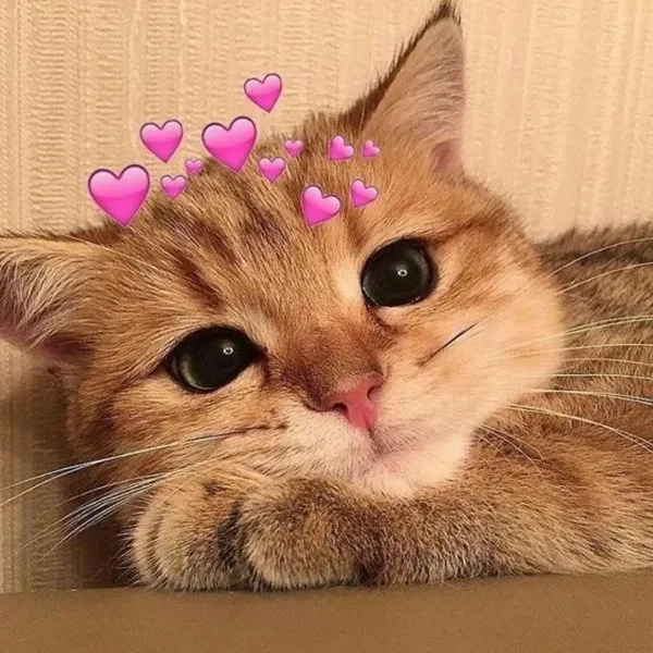 Cute meme mèo xin lỗi hài hước và dễ thương dành cho mọi người