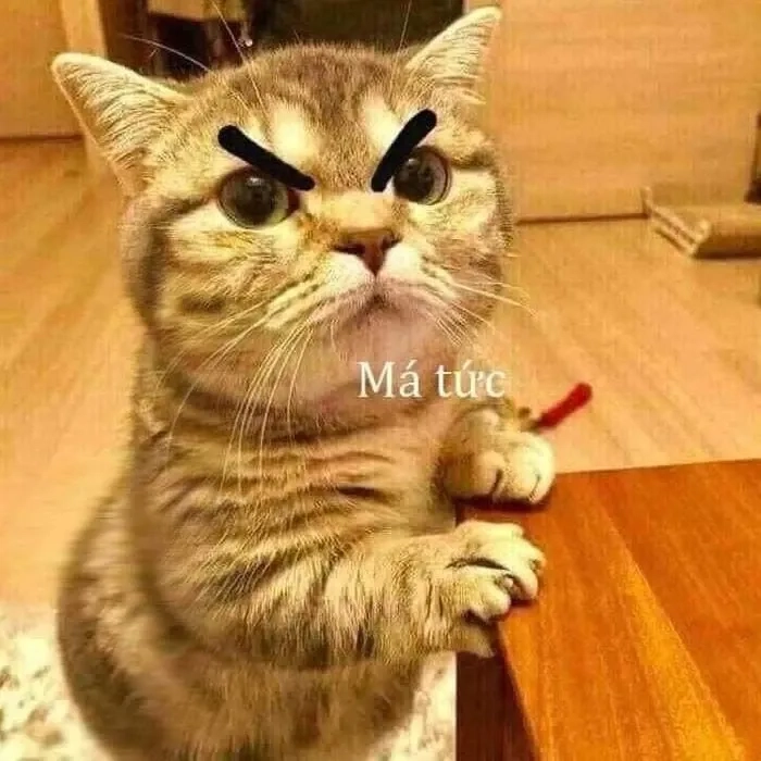 Meme ảnh mèo cute trái tim độc đáo và thú vị dành cho bạn