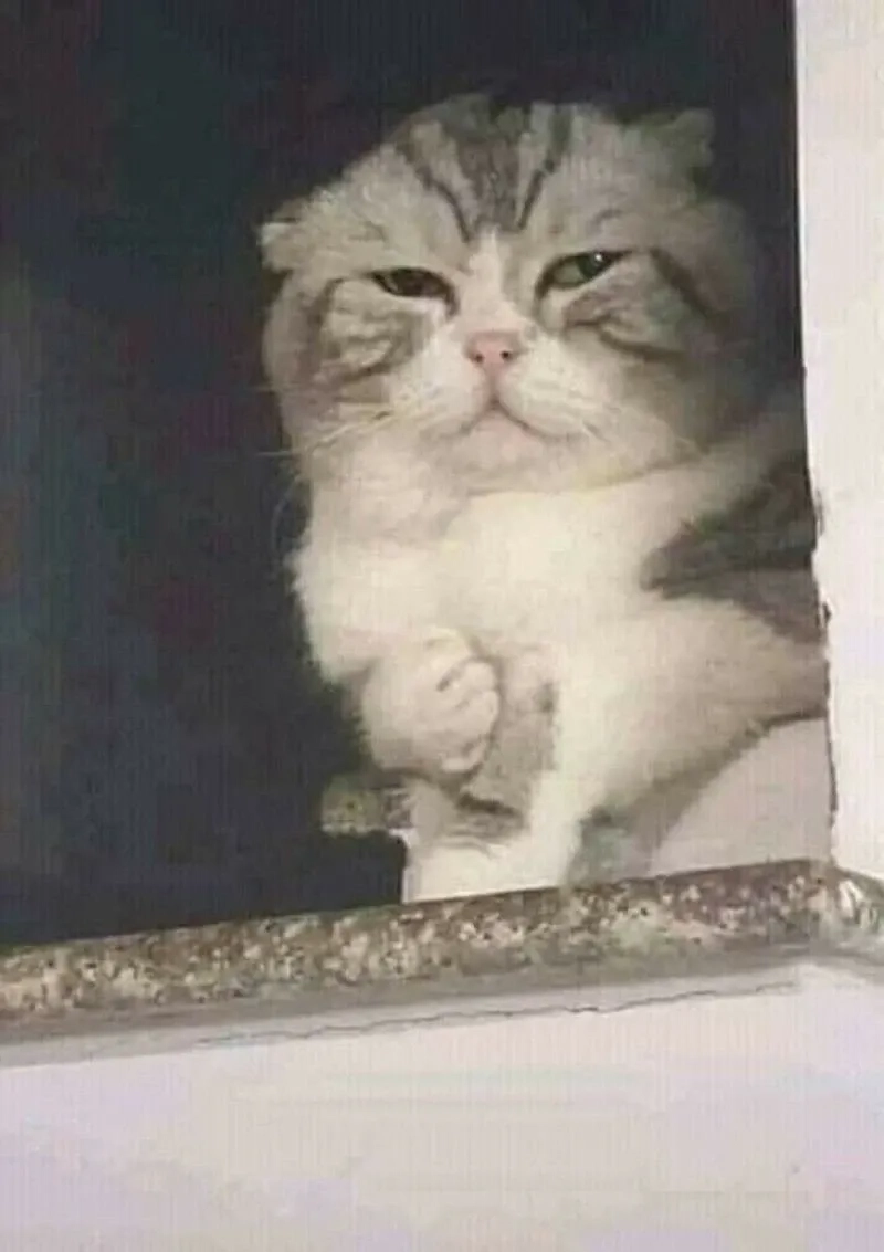 Khóc meme mèo cute dễ thương và hài hước tạo cảm giác vui nhộn