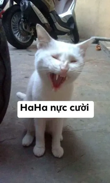 Meme mèo cute cười hài hước và sáng tạo mang lại tiếng cười vui vẻ