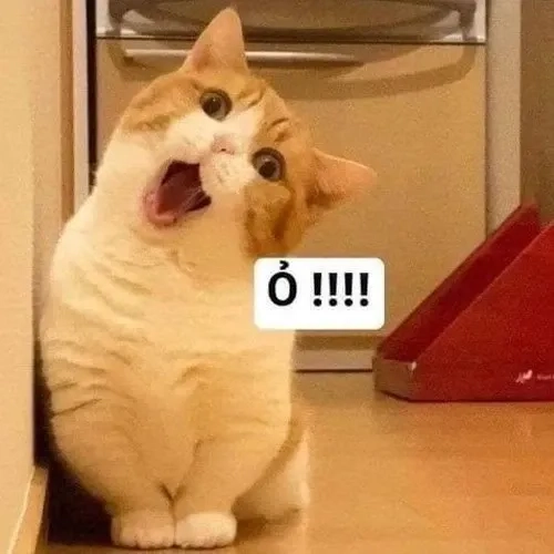 Vô tri meme mèo khóc cute với biểu cảm độc đáo và thú vị không ngừng