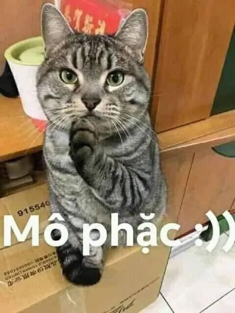 Cute meme mèo cute đáng yêu và hài hước mang đến niềm vui