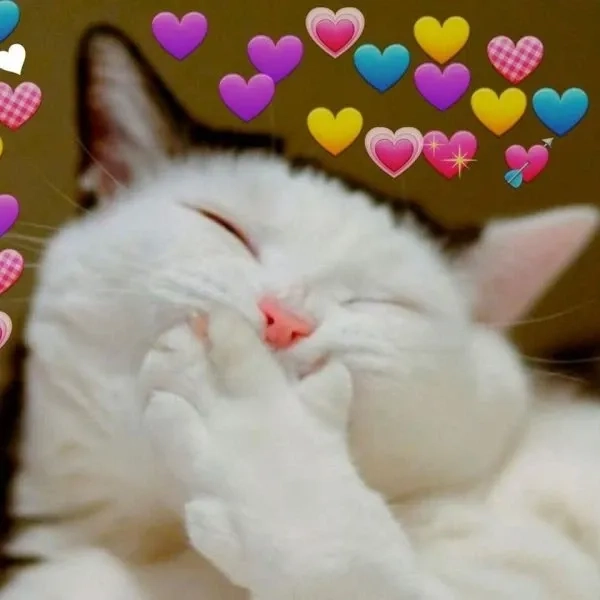 Meme mèo cười cute độc đáo và hài hước dành cho mọi hoàn cảnh