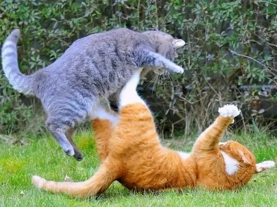 Meme đánh đi sáng tạo và thú vị dễ dàng sử dụng