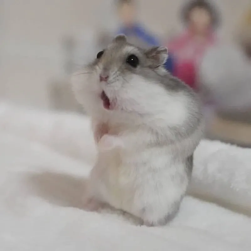 Meme chuột hamster hài sáng tạo và độc đáo phù hợp mọi người