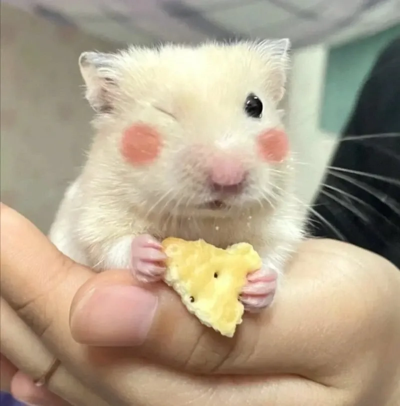 Meme con chuột hài hước và đáng yêu dễ dàng chia sẻ