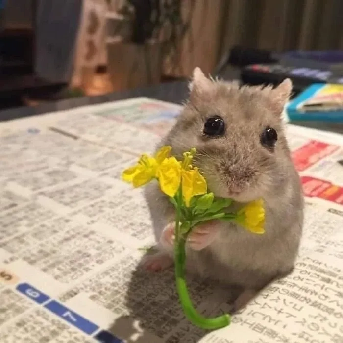Meme chuột khóc thú vị và ngộ nghĩnh phù hợp chia sẻ