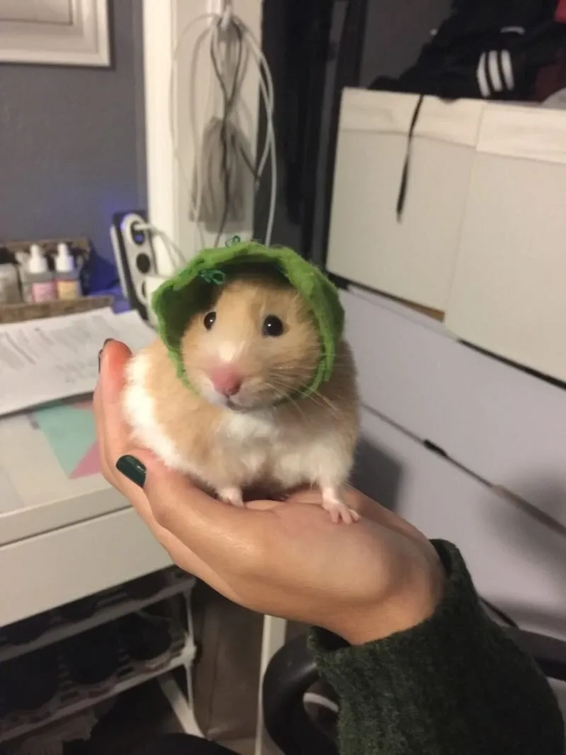 Hài hước meme chuột hamster sáng tạo và độc đáo dễ dàng chia sẻ
