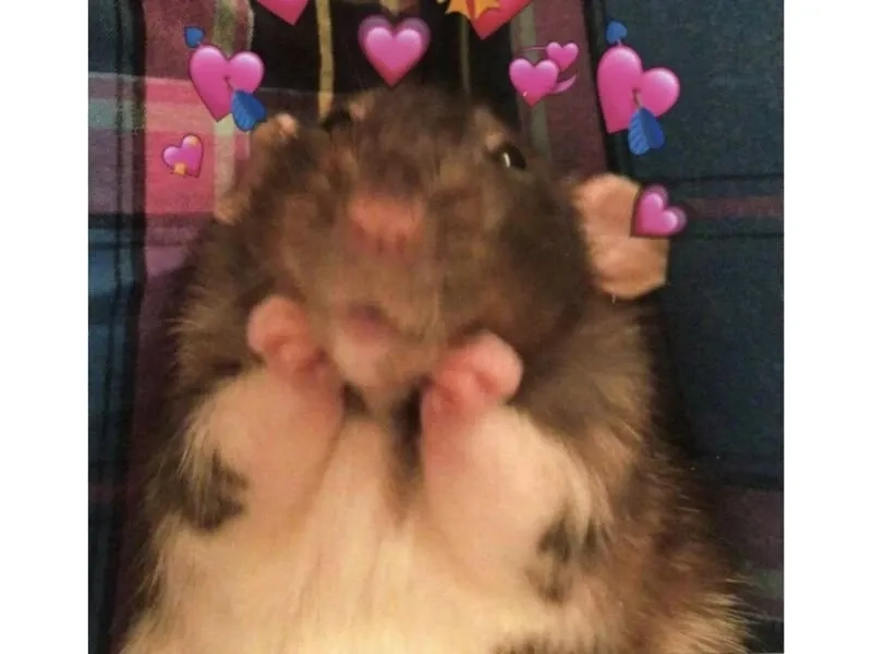 Ảnh chuột hamster meme ngộ nghĩnh và hài hước phù hợp chia sẻ