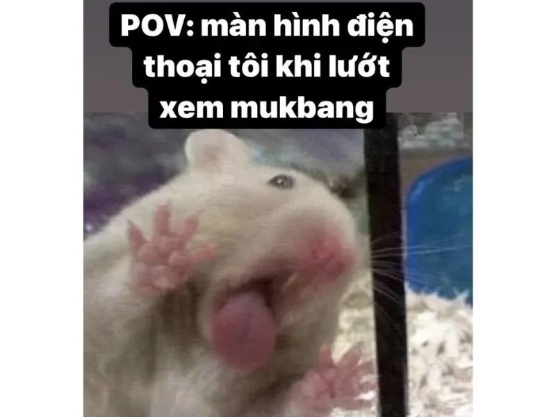 Ảnh chuột hamster cute meme đáng yêu và sáng tạo dễ dàng sử dụng