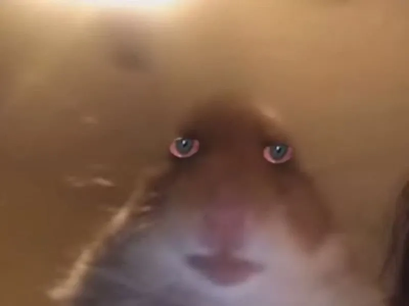 Ảnh meme chuột hamster sáng tạo và độc đáo mang lại niềm vui