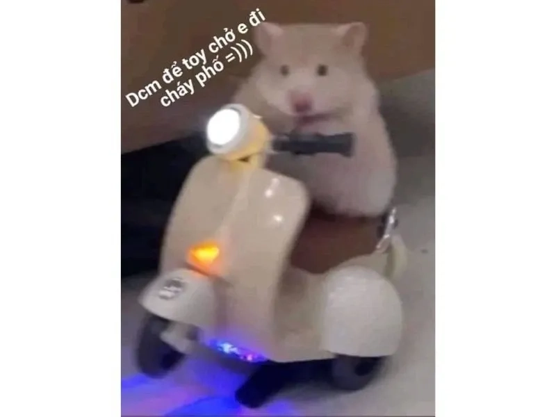 Chuột đầu bếp meme thú vị và hài hước dễ dàng sử dụng