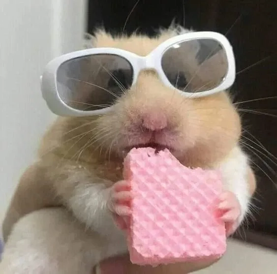 Meme ảnh chuột hamster bựa hài hước và độc đáo dễ dàng sử dụng