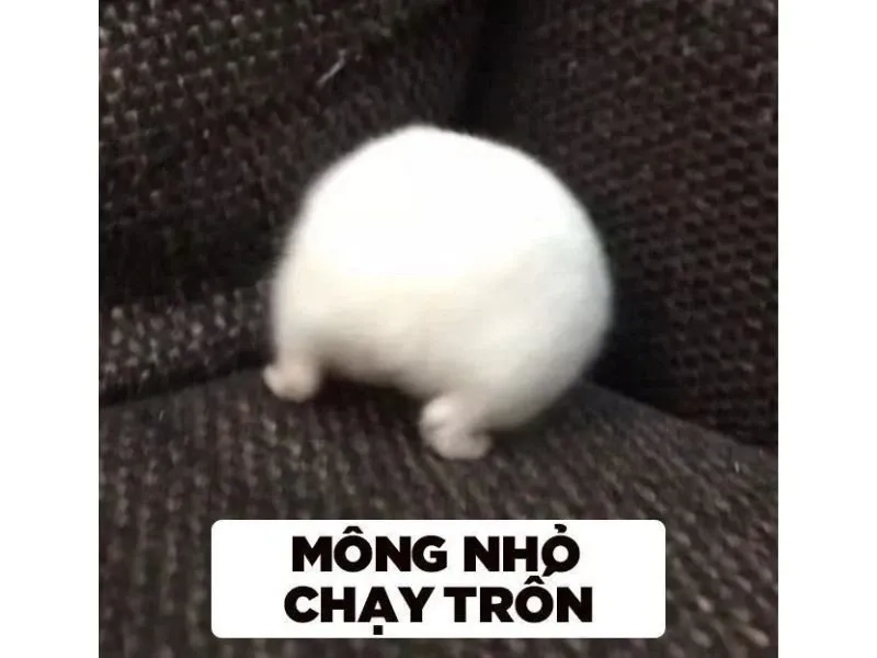 Hình chuột hamster meme ngộ nghĩnh và hài hước dễ dàng chia sẻ