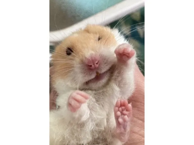 Meme chuột hamster cầm thánh giá thú vị và hài hước mang lại niềm vui