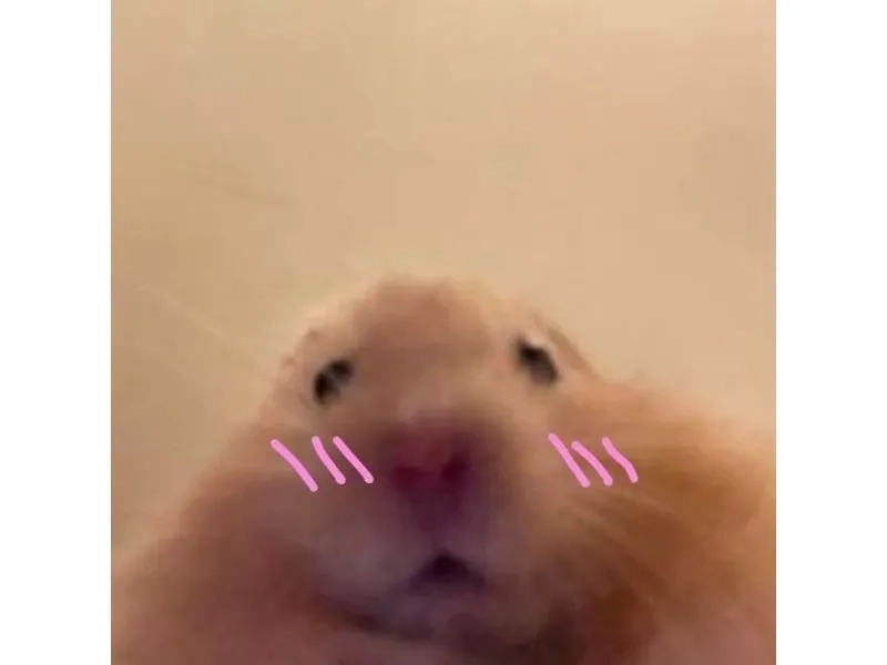 Ảnh meme con chuột hài hước và ngộ nghĩnh dễ dàng sử dụng