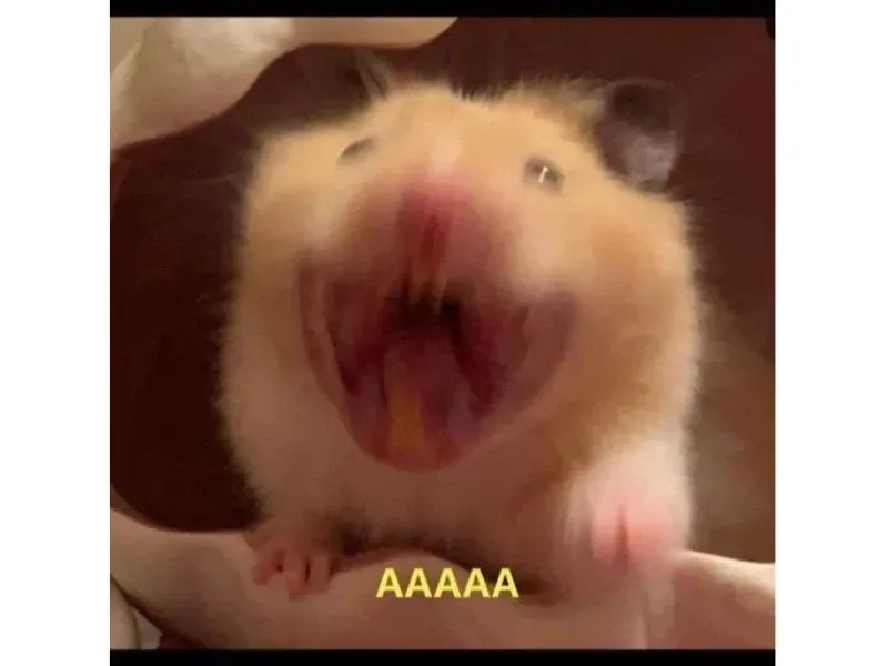 Meme chuột lang thú vị và hài hước dễ dàng sử dụng