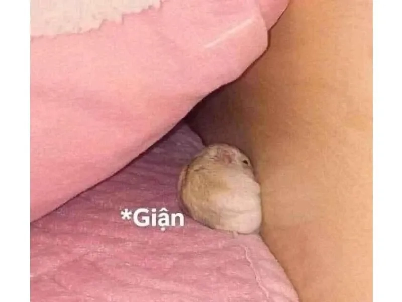 Avatar chuột meme ngộ nghĩnh và đáng yêu phù hợp mọi người