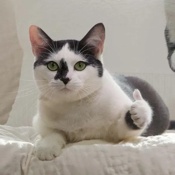 Meme cố gắng lên ngộ nghĩnh với các tình huống hài hước thú vị