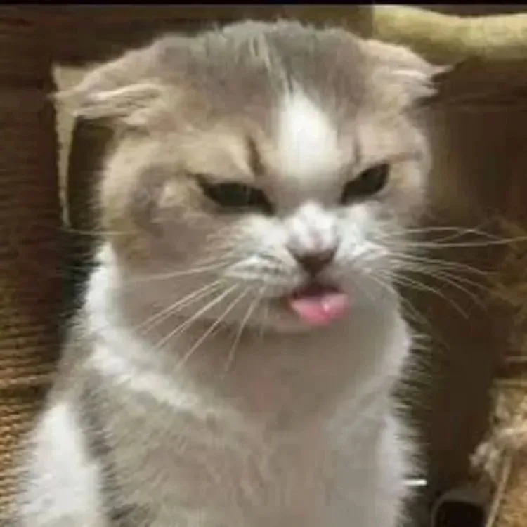 Há mồm meme mèo cười thú vị và hài hước dễ dàng chia sẻ