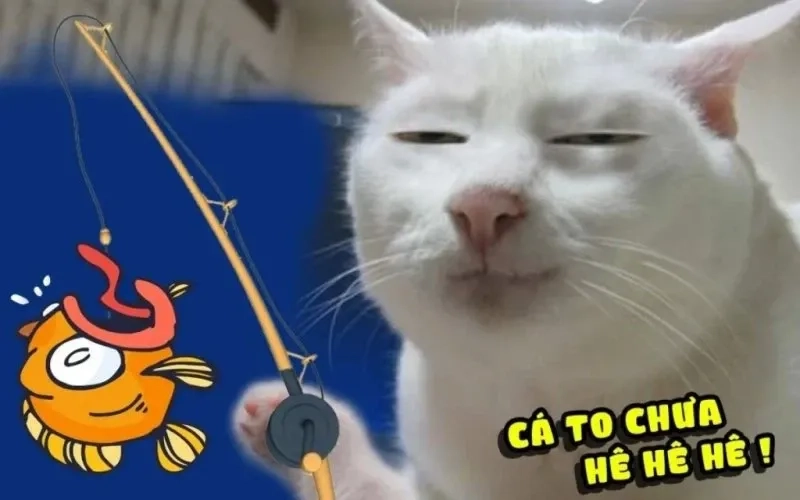 Meme mèo cười chỉ tay độc đáo và thú vị trong hội thoại