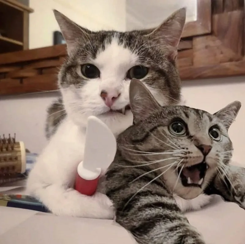Con mèo cười meme sáng tạo và hài hước gây ấn tượng mạnh