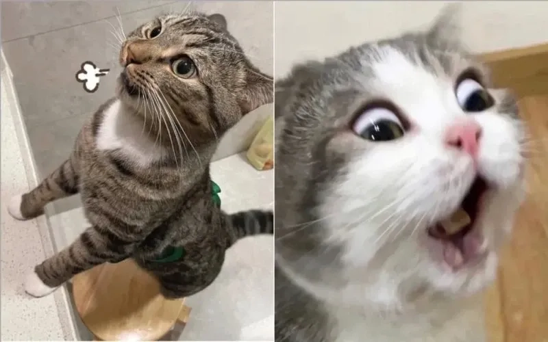 Meme mèo cười nham hiểm sáng tạo và gây tiếng cười bất ngờ
