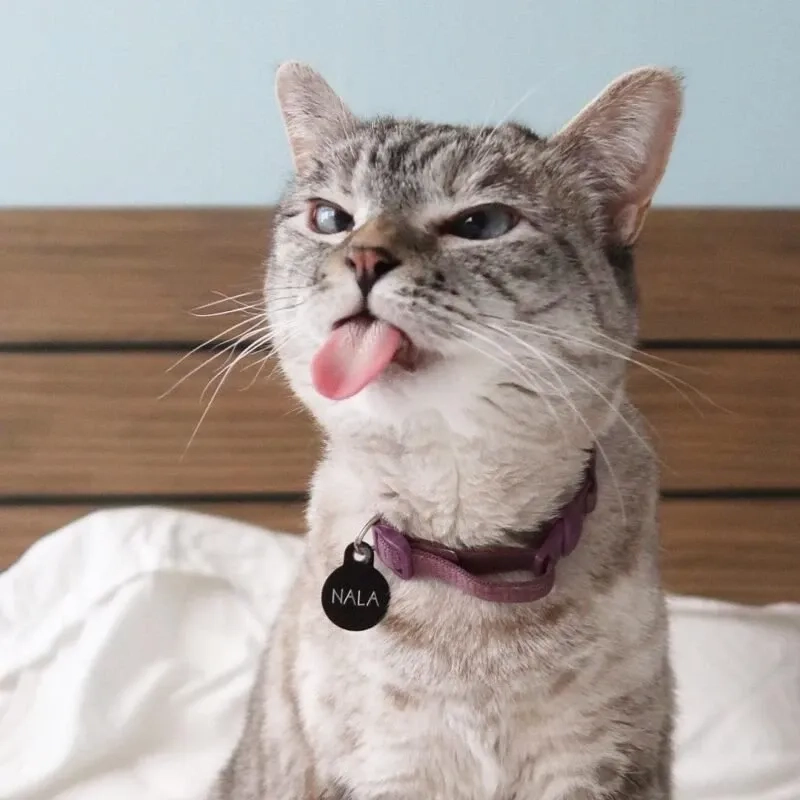 Khinh bỉ meme mèo cười đểu độc đáo và thú vị dễ sử dụng