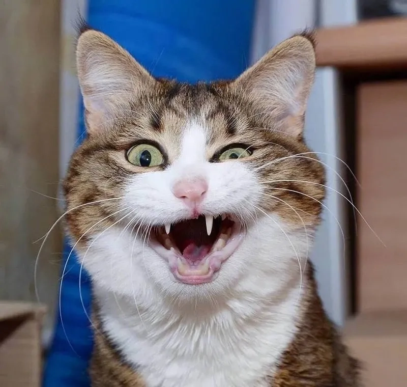 Meme con mèo cười chỉ tay hài hước và sáng tạo gây tiếng cười