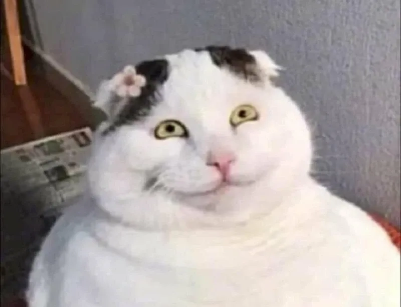 Meme mèo cười khinh độc đáo và hài hước phù hợp chia sẻ