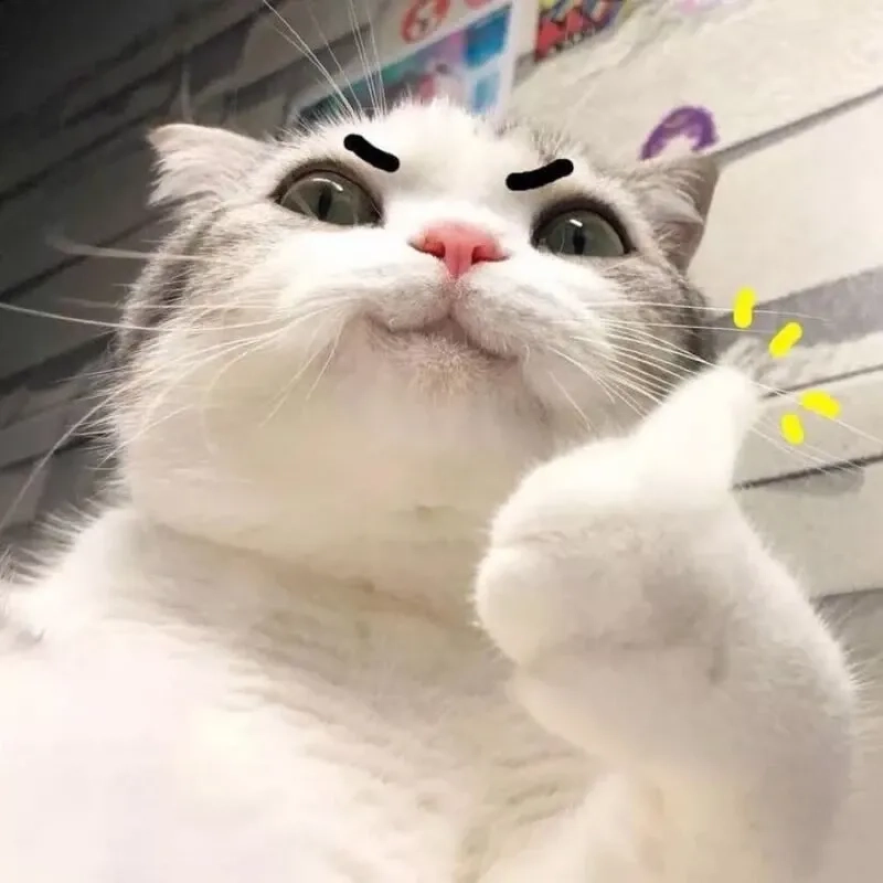 Meme mèo cười gian ngộ nghĩnh và sáng tạo mang lại niềm vui