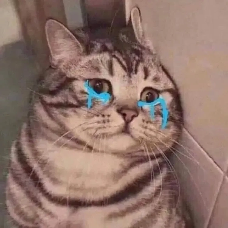 Meme mèo cười mỉm sáng tạo và hài hước mang lại tiếng cười