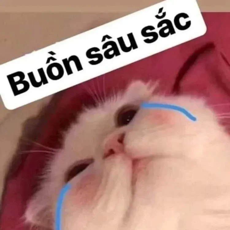 Ảnh con mèo cười meme thú vị và hài hước dễ dàng sử dụng