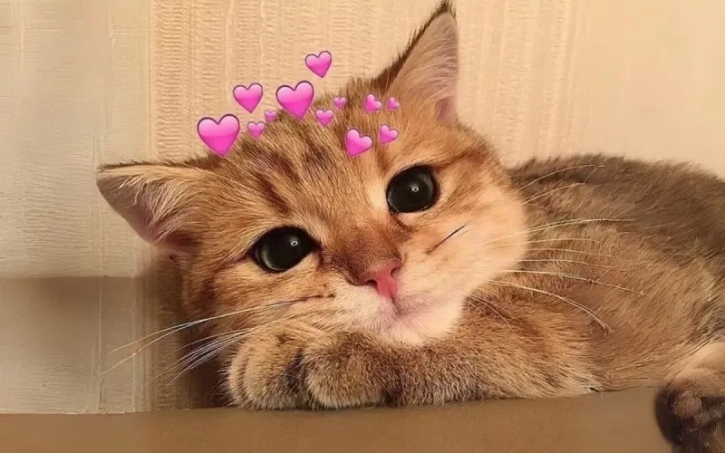 Vô tri há mồm meme mèo cười hài hước và độc đáo dễ chia sẻ