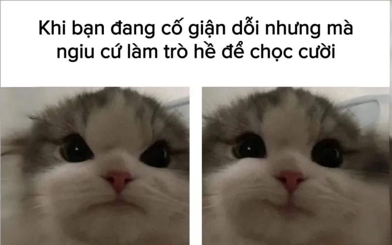 Ảnh chế meme mèo cười sáng tạo và hài hước phù hợp chia sẻ