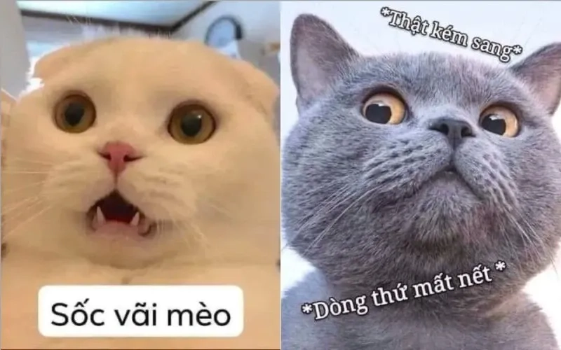 Ảnh chế há mồm meme mèo cười ngộ nghĩnh và thú vị dễ sử dụng