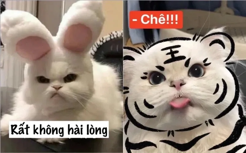 Ảnh meme con mèo cười thú vị và đáng yêu trong mọi tình huống