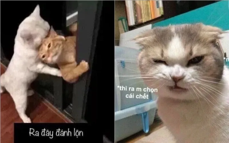 Cười meme mèo cười hài hước và sáng tạo mang lại tiếng cười