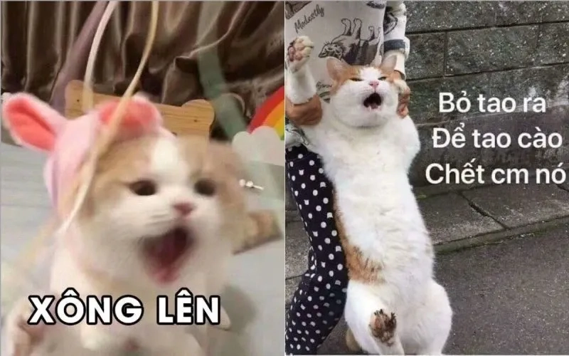 Bựa meme mèo cười độc đáo và hài hước phù hợp mọi tình huống