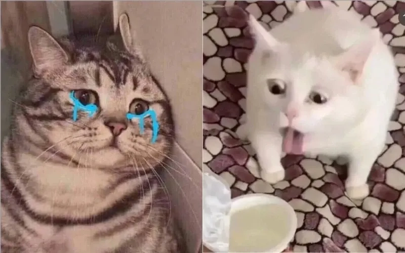 Meme mèo cười khinh bỉ thú vị và ngộ nghĩnh dễ dàng chia sẻ
