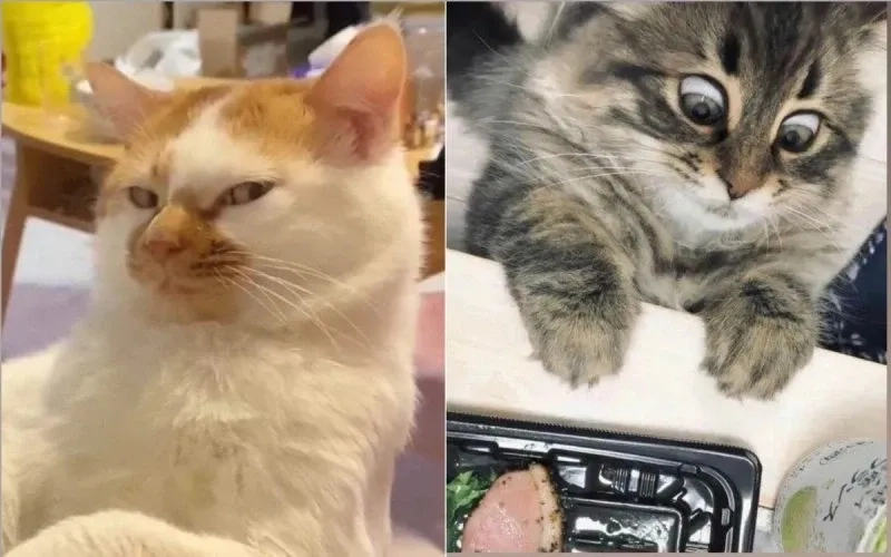 Meme mèo cười che miệng sáng tạo và hài hước gây ấn tượng