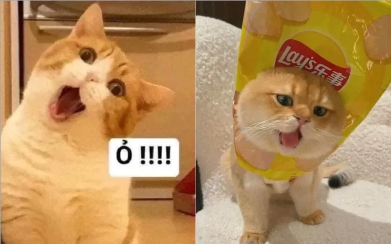 Ảnh meme mèo cười chỉ tay ngộ nghĩnh và thú vị trong hội thoại