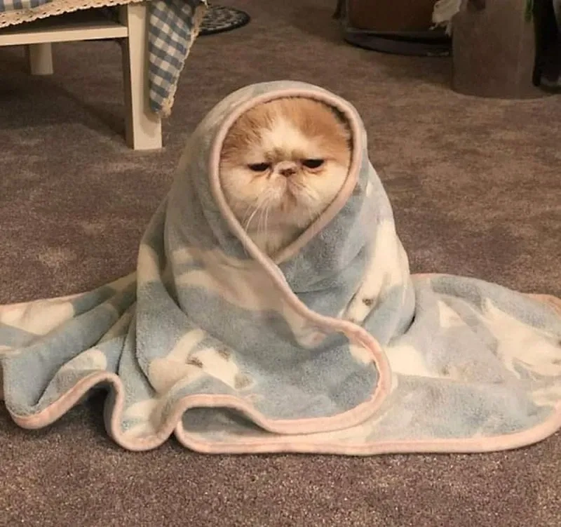 Meme con mèo cười nhếch mép sáng tạo và thú vị trong mọi tình huống