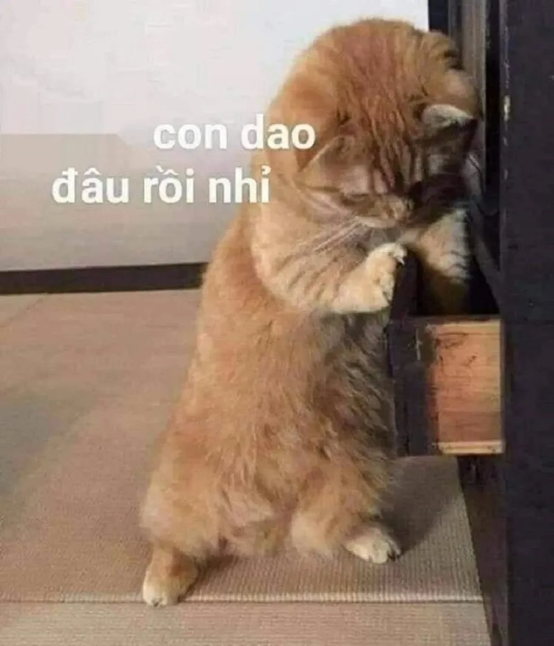 Meme mèo cười ngại hài hước và dễ thương phù hợp mọi người