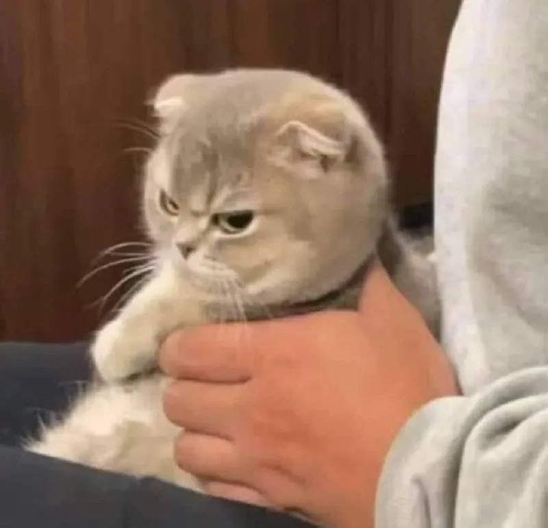 Meme mèo cười há há ngộ nghĩnh và sáng tạo gây tiếng cười