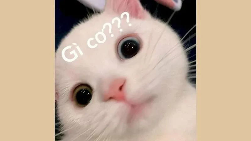 Meme mèo cười vô tri hài hước và sáng tạo trong hội thoại
